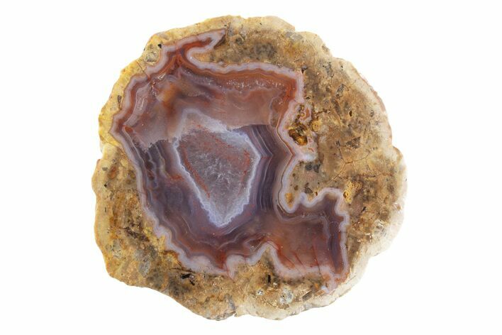 Polished Red Hot (Berrendo) Thunderegg Half - Mexico #373202